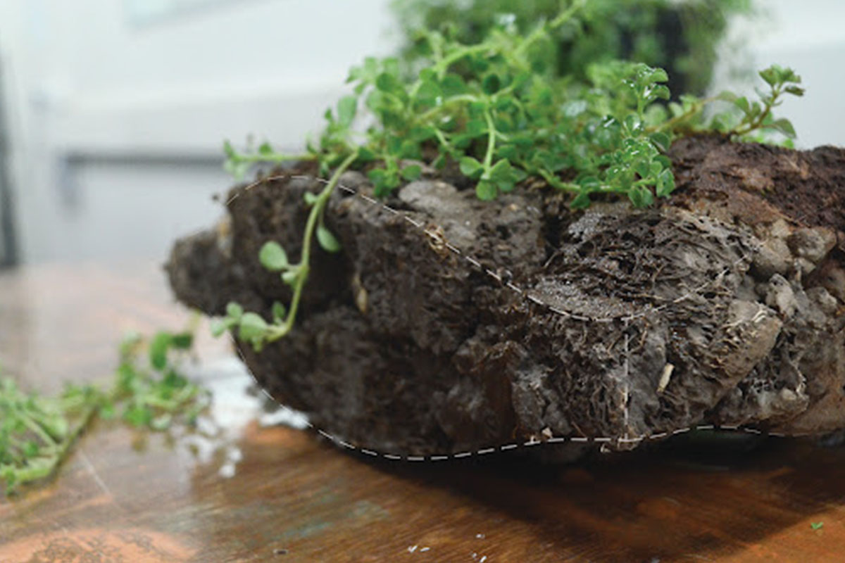 Exploring the Potential of Green Charcoal and Household Livelihoods in Northern Uganda 